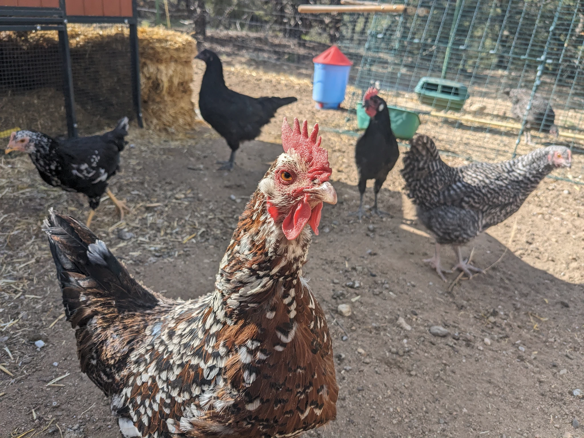 Chickens!